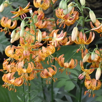 Lilium  'Sunny Morning' Photo: J. Amand